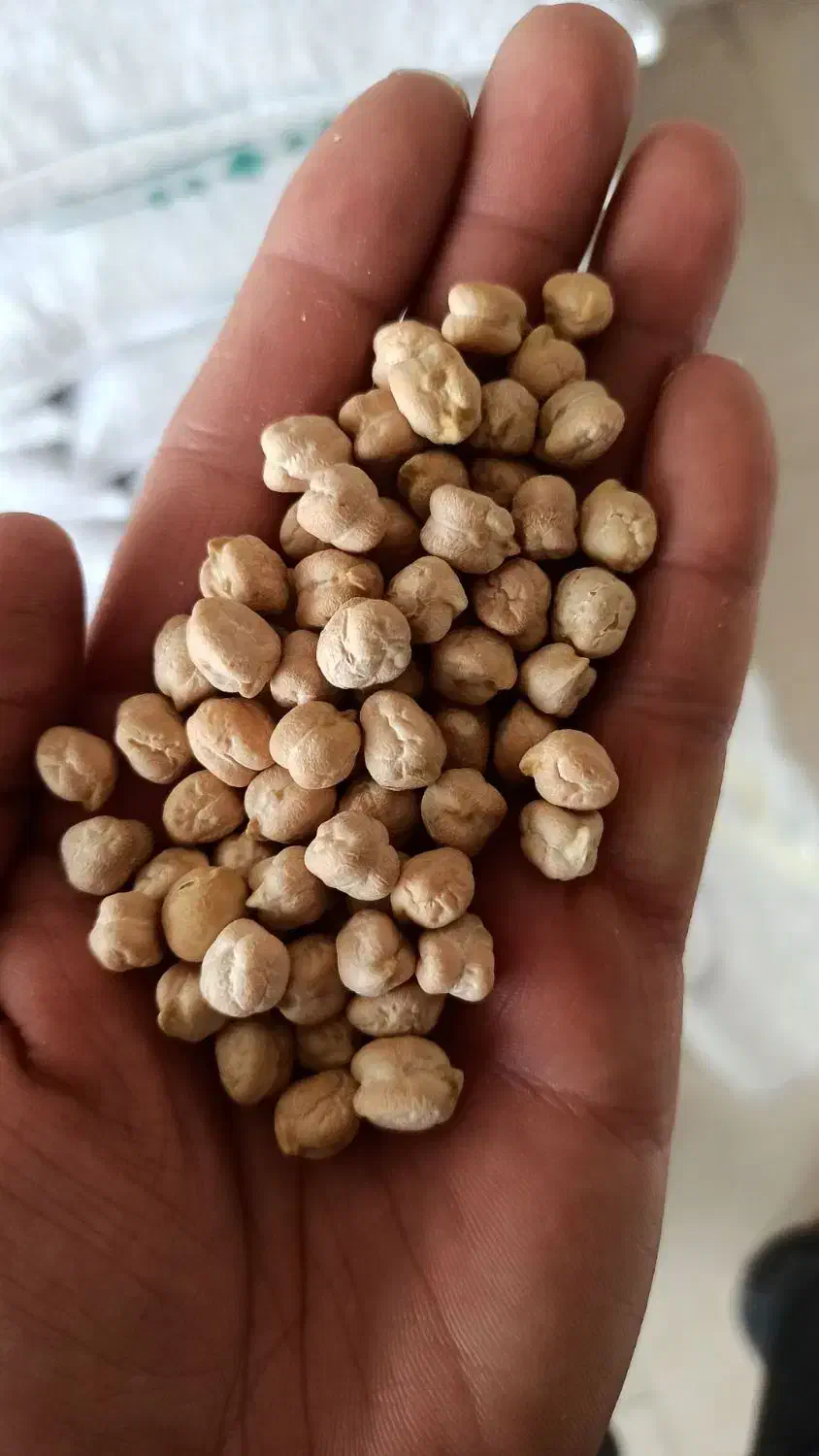 خرید و فروش و بوجاری انواع حبوبات|عمدهفروشی|مشگین شهر, |دیوار