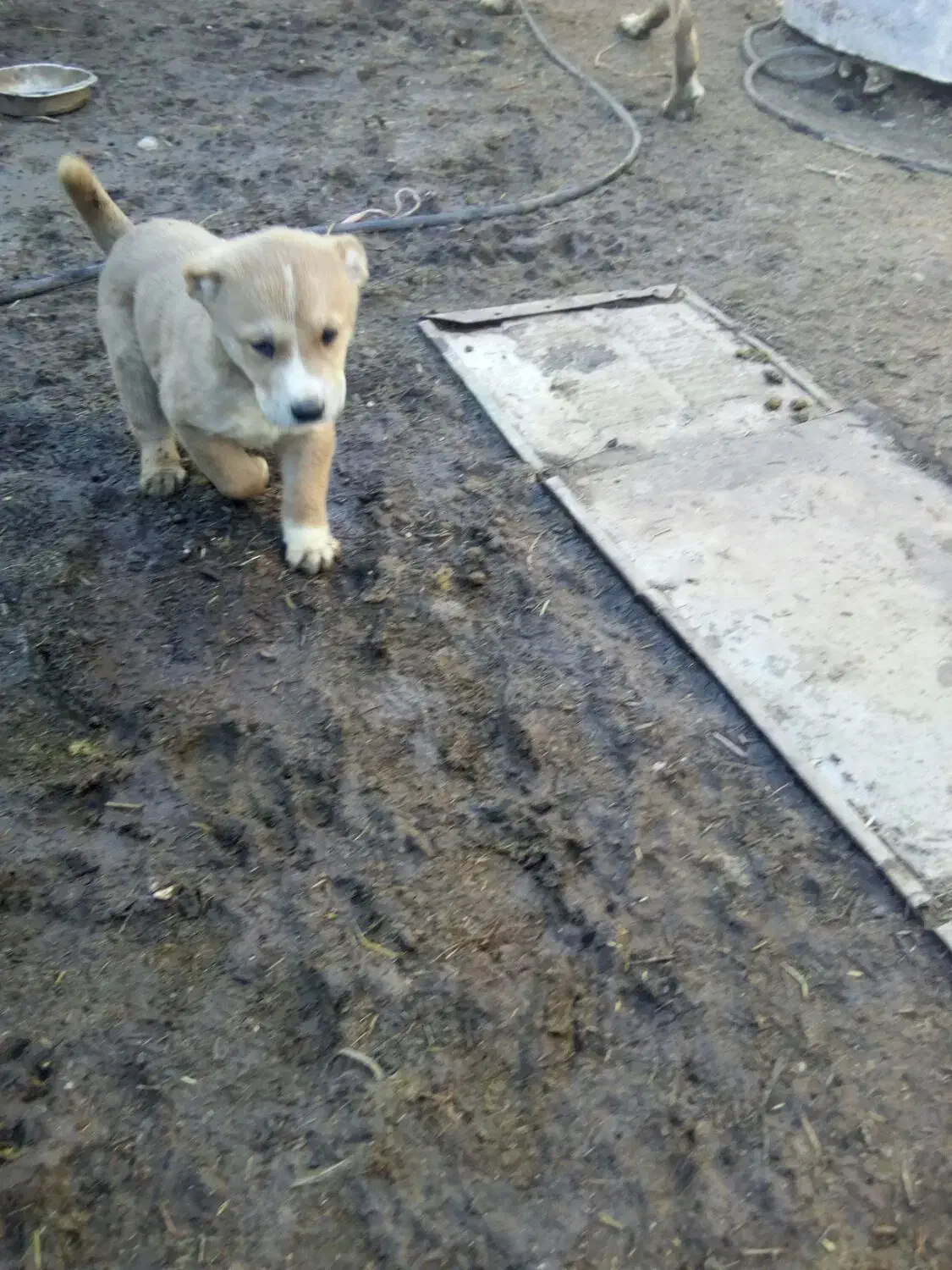 کوچ سگ|سگ|بیرجند, |دیوار