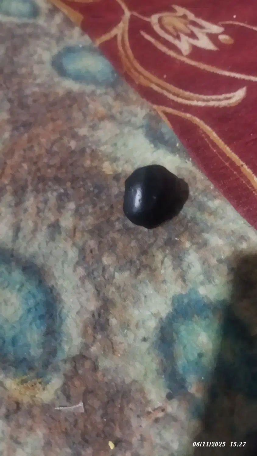 سنگهای قیمتی کمیاب|کلکسیون اشیاء عتیقه|بندرعباس, |دیوار