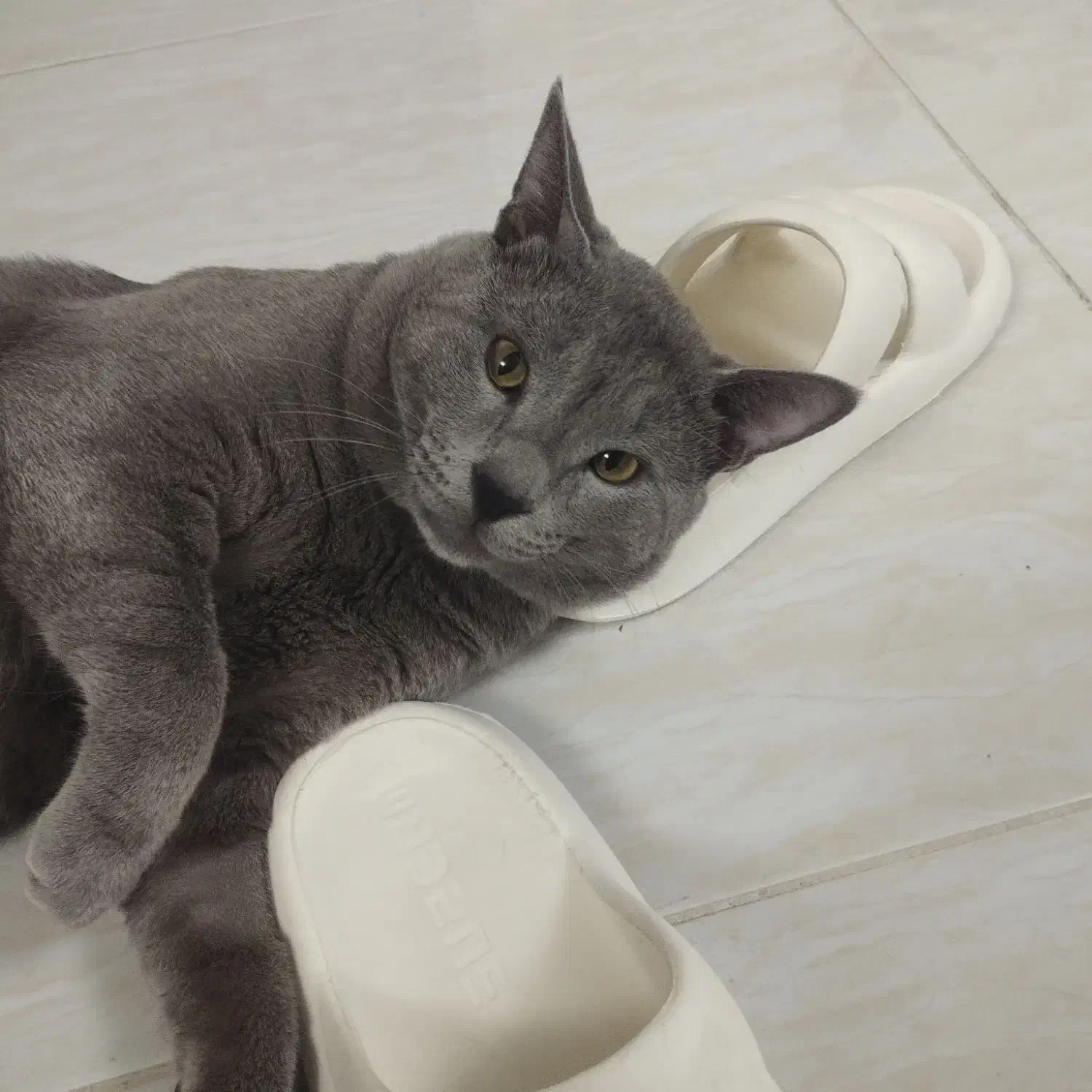 گربه از والدین اسکاتیش بریتیش|گربه|ساری, |دیوار