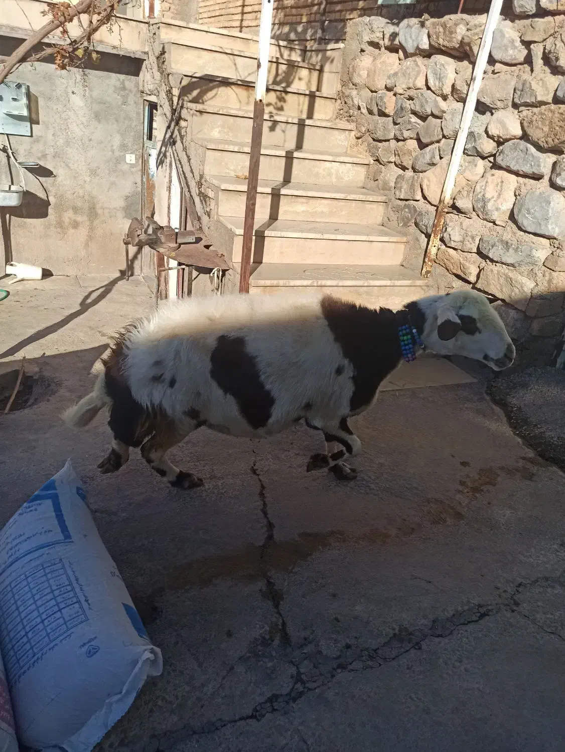میش پلنگی پوست گاوی|حیوانات مزرعه|فیروزآباد (لرستان), |دیوار