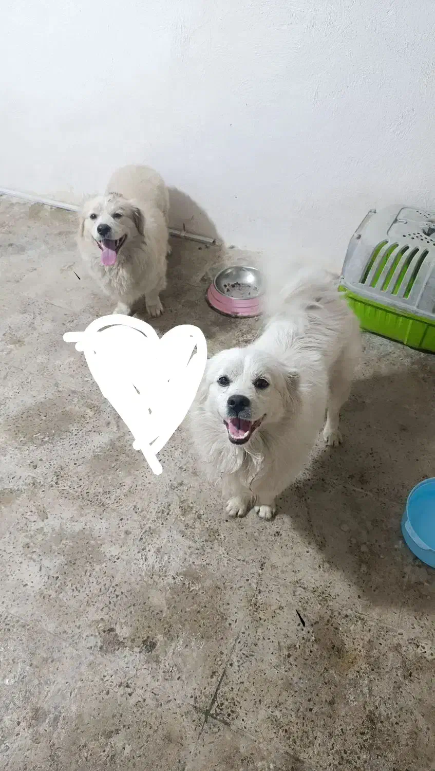 سگ پامر دوقلاده پامراشپیتز نر|سگ|کرج, شاهین‌ویلا|دیوار