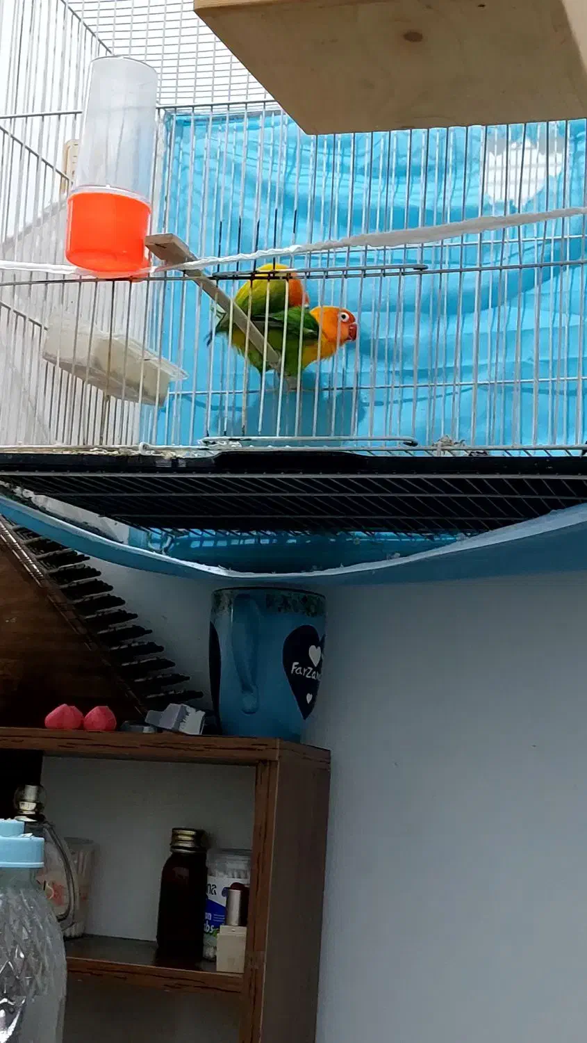 جفت کوتوله باتخم|پرنده|مشهد, شفا|دیوار