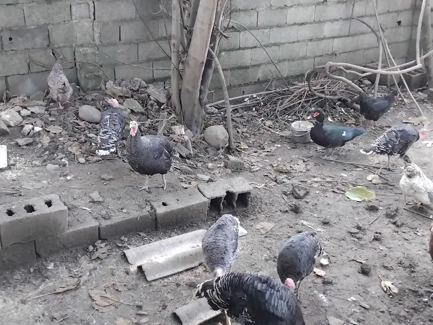 فروش بوقلمون به صورت کلی وتکی|حیوانات مزرعه|رضوانشهر, |دیوار