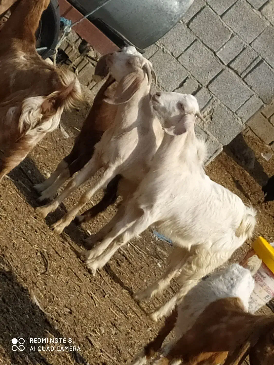 کهره|حیوانات مزرعه|آبپخش, |دیوار