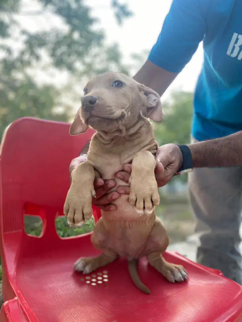 توله پیتبول ماده ۵ ماهه|سگ|تویسرکان, |دیوار