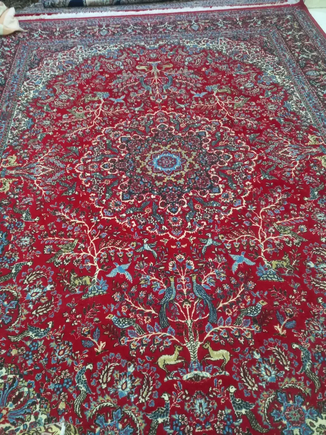 قالی 3/4|فرش|رفسنجان, |دیوار