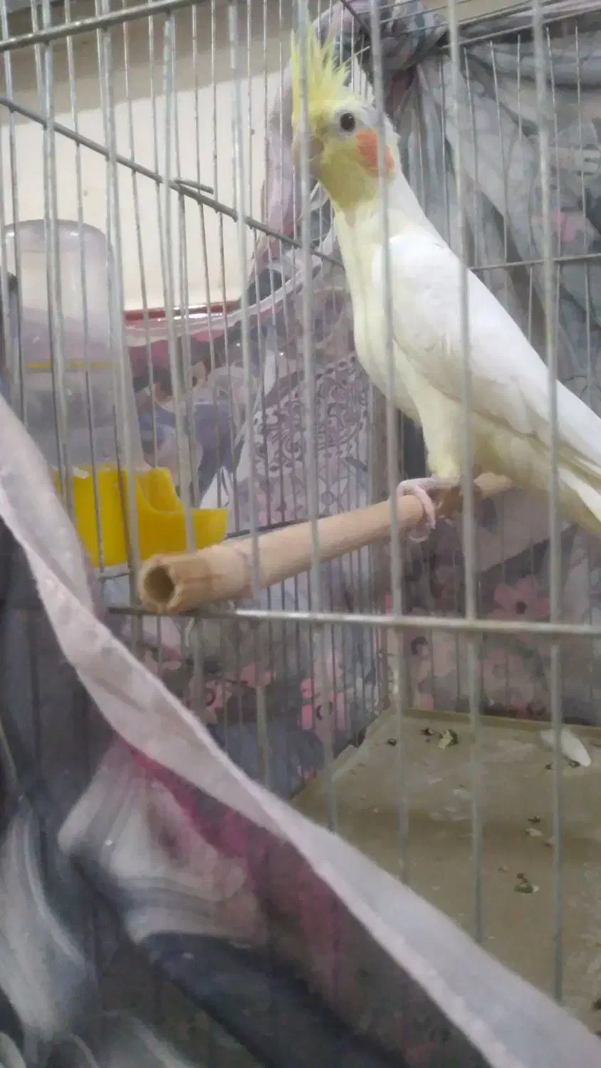 عروس هلندی|پرنده|سبزوار, قلعه‌نو دهزار|دیوار