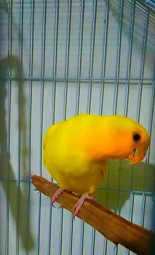 یک عدد طوطی کوتوله اوپال کله نارنجی|پرنده|بندرعباس, |دیوار