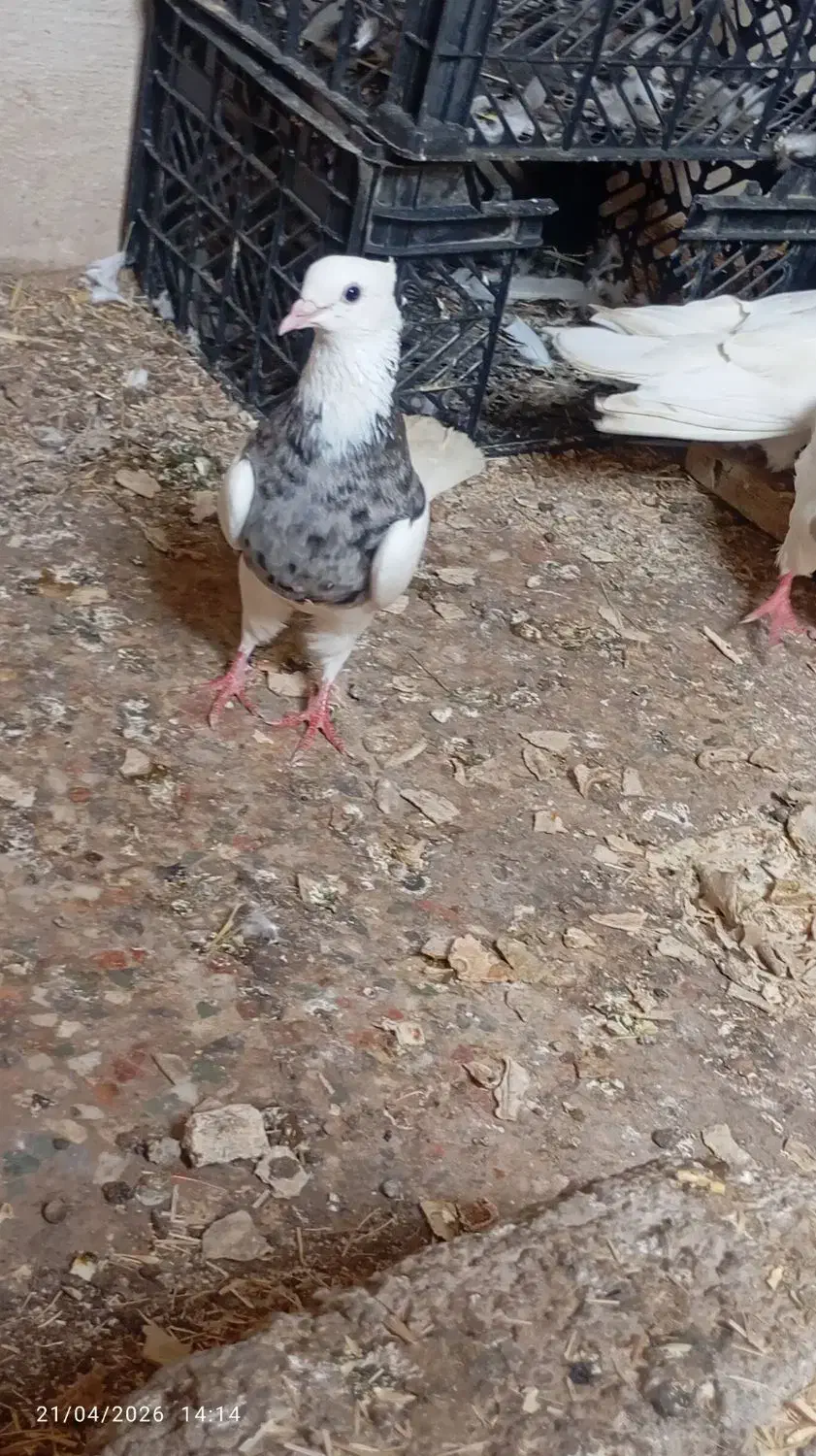 ...|لوازم جانبی حیوانات|امیدیه, |دیوار