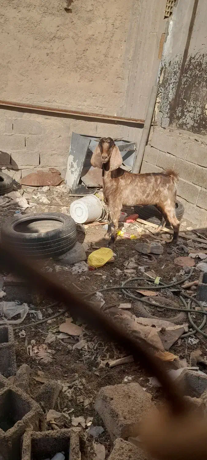 بز ماده|حیوانات مزرعه|بندر ماهشهر, |دیوار