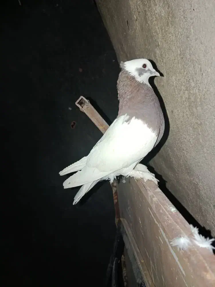 فروش طوقی.|پرنده|کوار, |دیوار