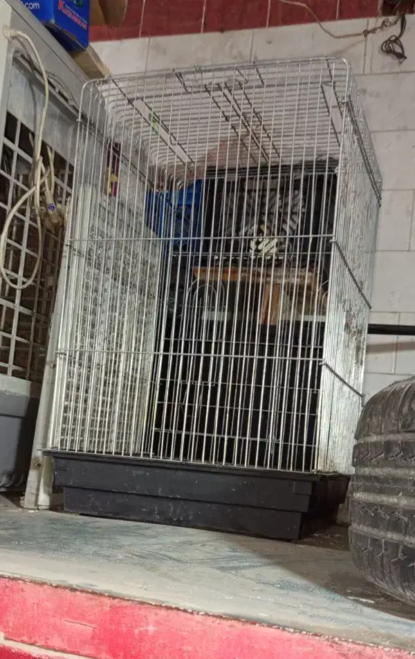 دو عدد قفس بزرگ پرنده|لوازم جانبی حیوانات|شوشتر, |دیوار