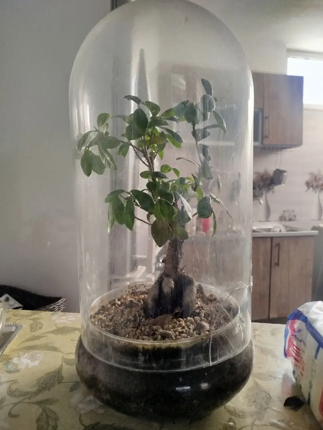 گل جنسینگ|گل و گیاه طبیعی|قم, سید معصوم|دیوار