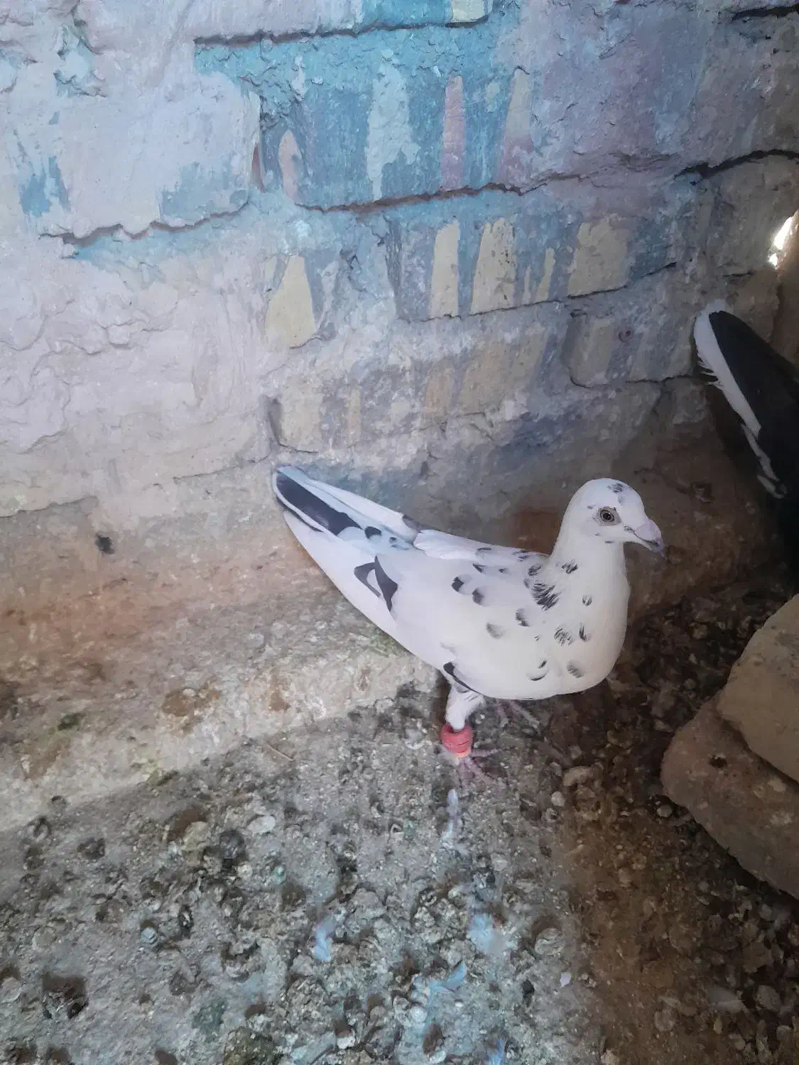 دوتاحیوان فروشی|پرنده|اسفراین, |دیوار