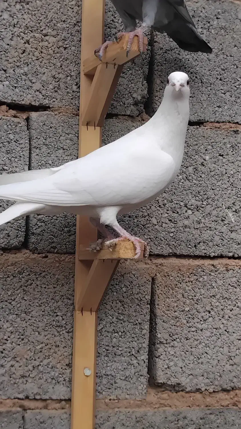 آلمانی|پرنده|جغتای, |دیوار