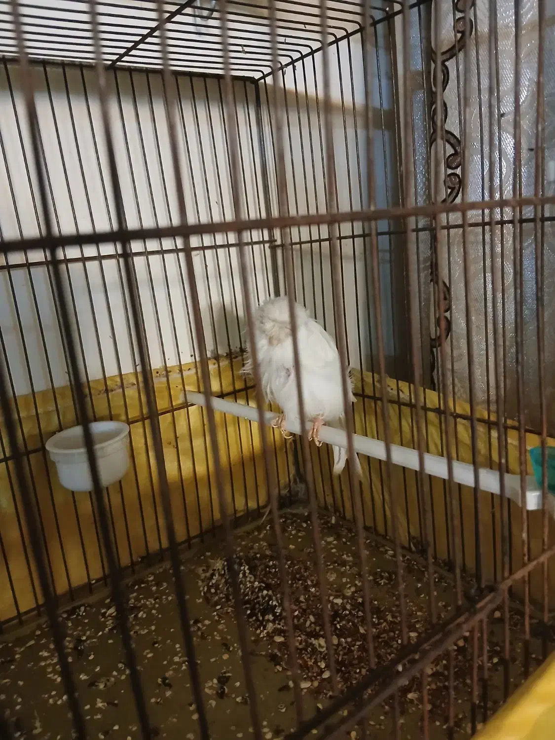 قناری نر قرص|پرنده|ری, حمزهآباد|دیوار