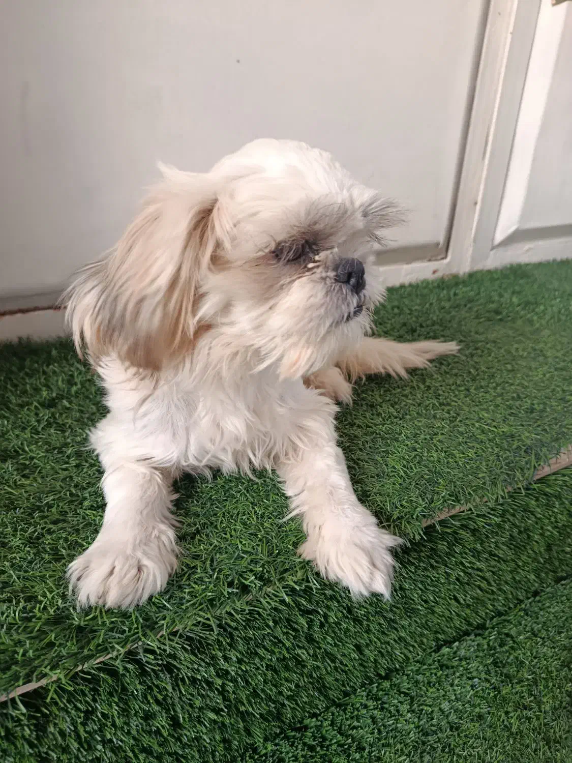 شیتزو فلت|سگ|مسجد سلیمان, |دیوار