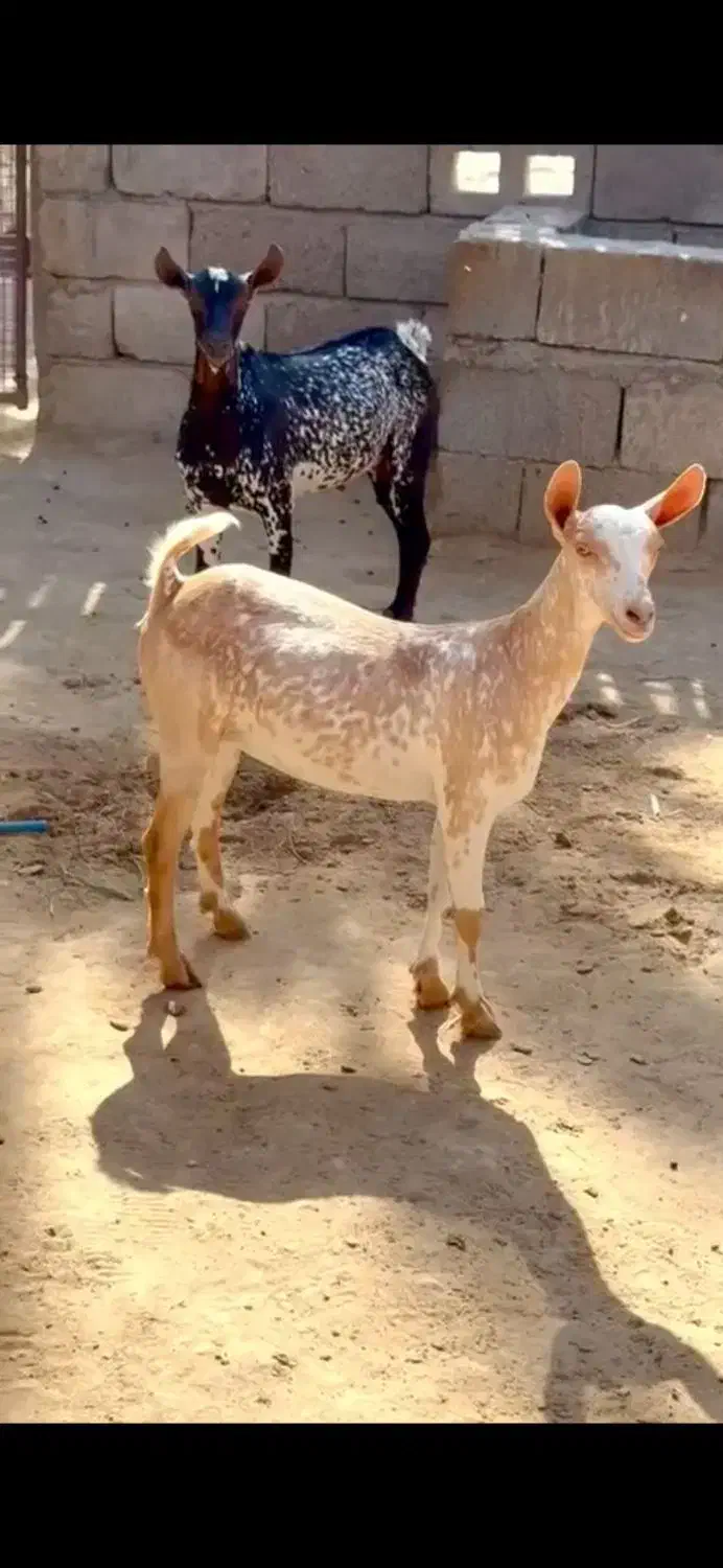 عربی اصلی|حیوانات مزرعه|کرمان, |دیوار