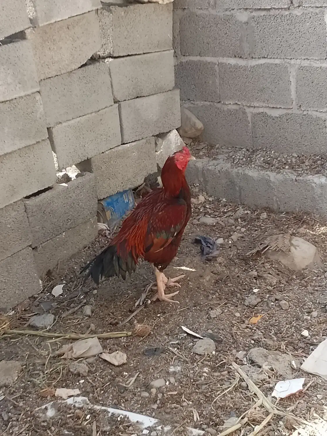 دو عدد خروس فروش فوری|پرنده|توکهور, |دیوار