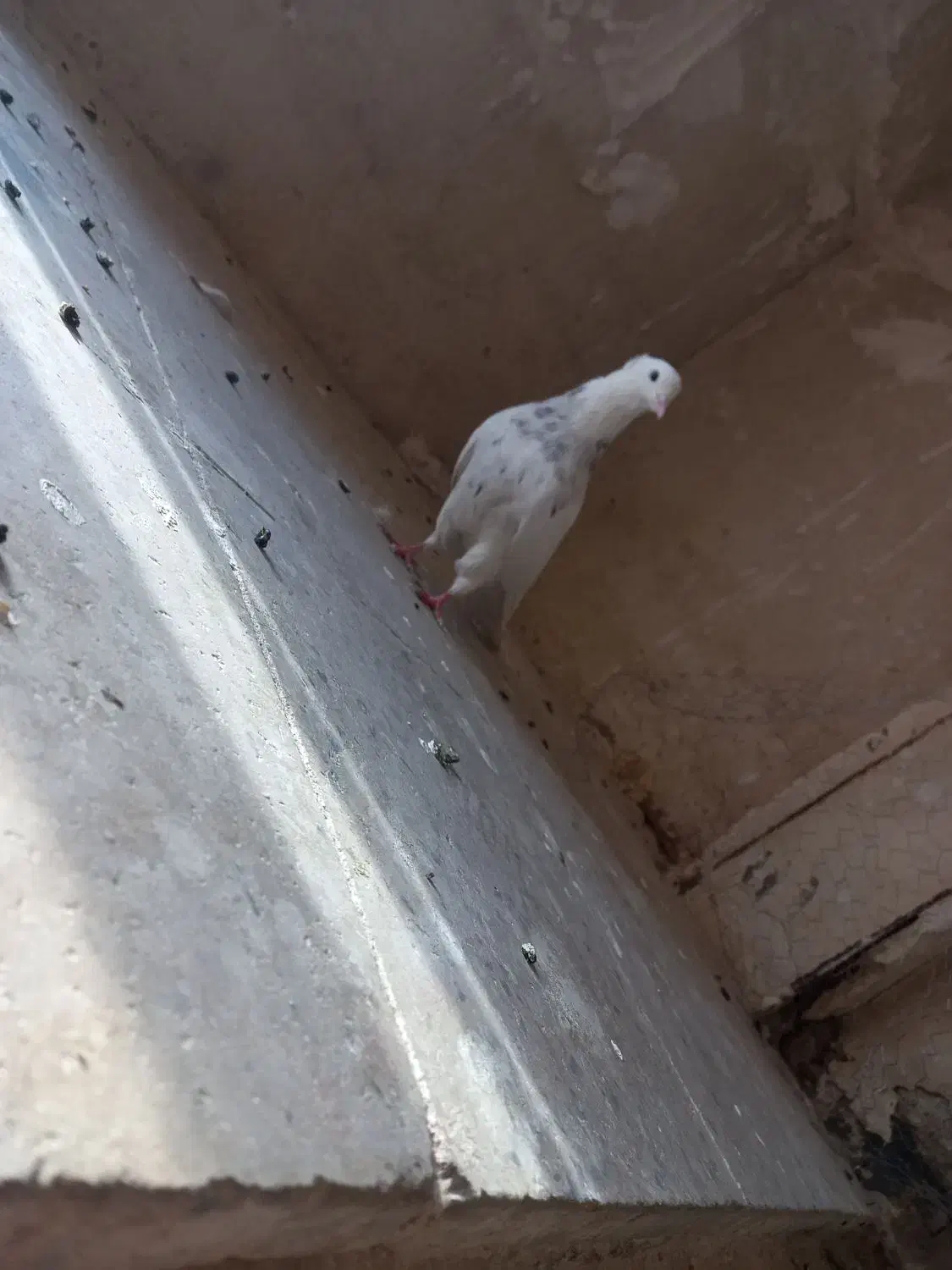 کبوتر طوقی غریب گیری|پرنده|نورآباد, |دیوار