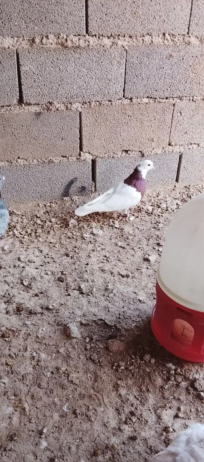 تعدادی کبوتر طوقی.  قیمت مناسب به فروش می‌رسد|پرنده|هلالی, |دیوار