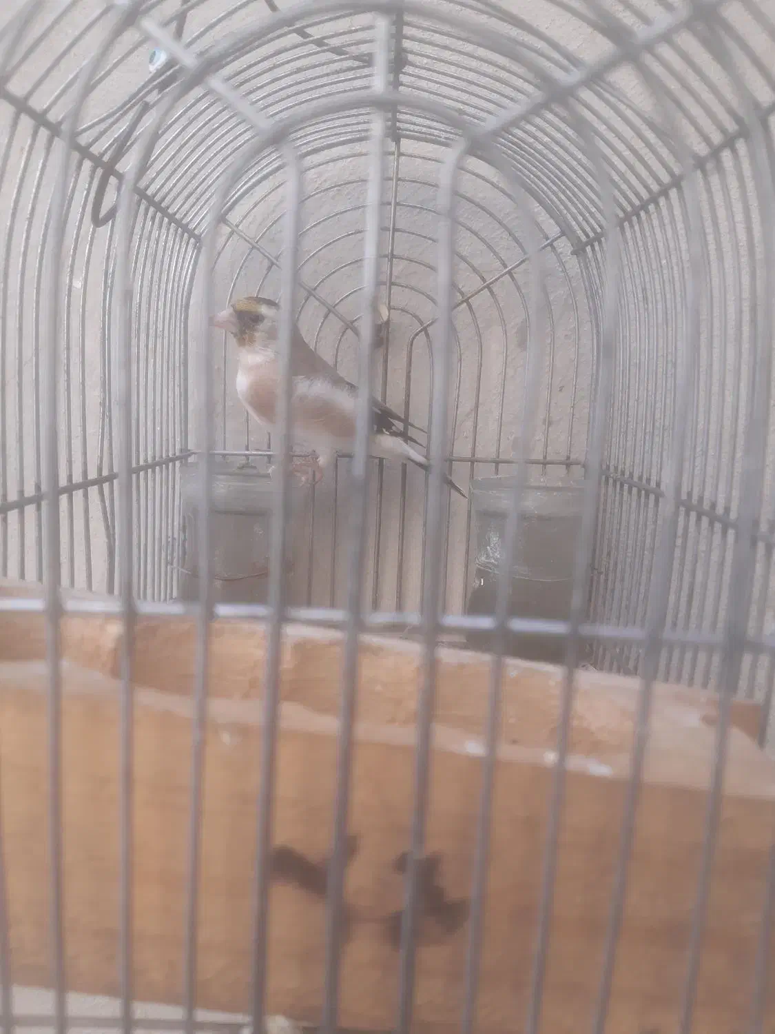 سهره فروش یامعاوضه|پرنده|شیراز, کرونی(خاتونک)|دیوار