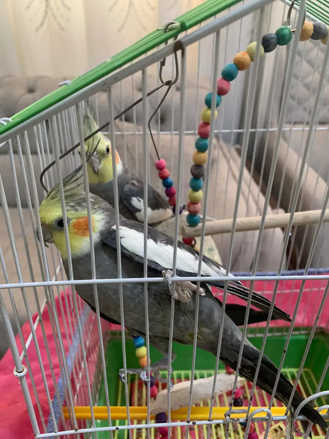 دو عدد عروس هلندی نر سخنگو|پرنده|فلاورجان, |دیوار