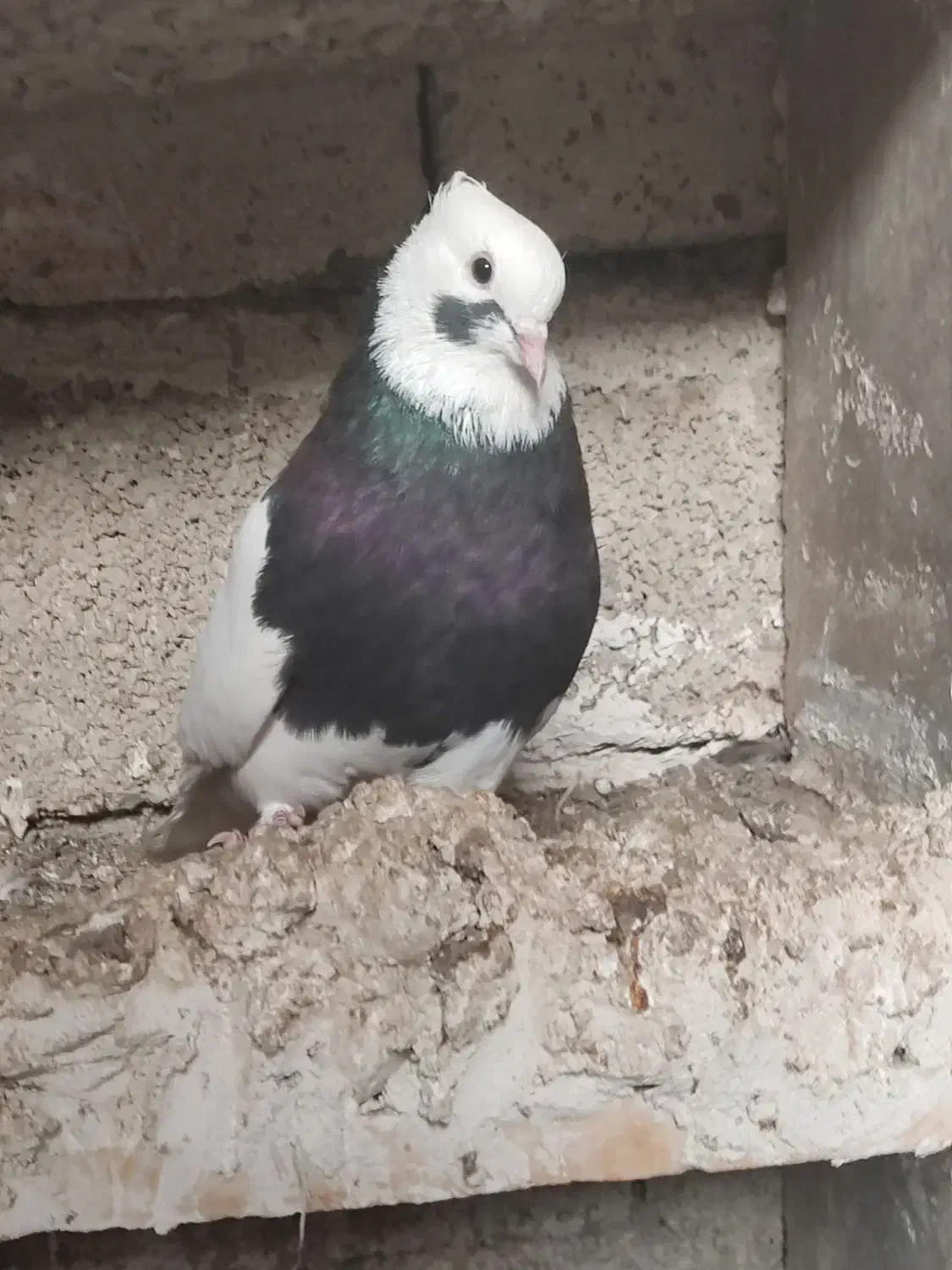 کبوتر|پرنده|برازجان, |دیوار