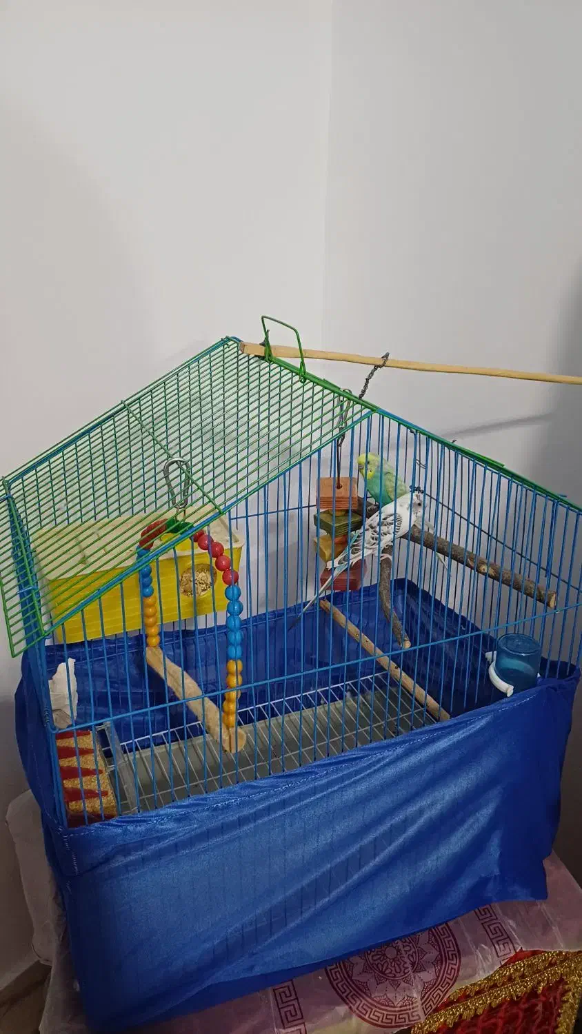 جفت مرغ عشق سالم|پرنده|سنندج, |دیوار