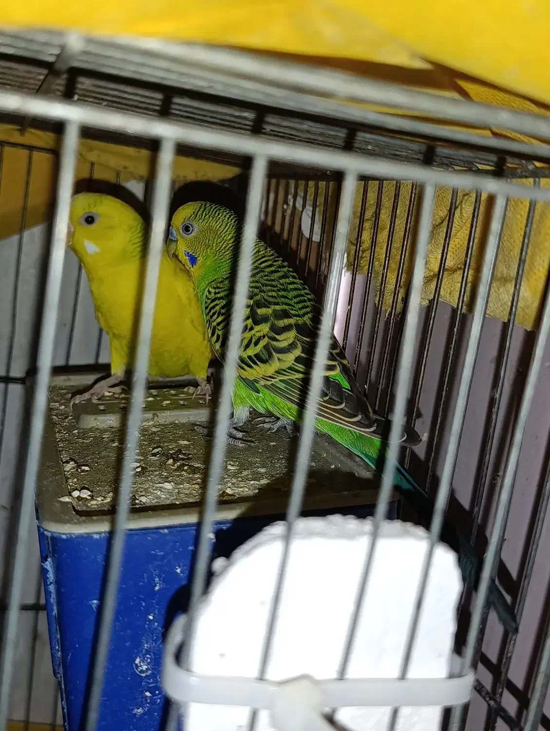 یک جفت مرغ عشق مولد|پرنده|هشتگرد, شهرک ولیعصر (مصلی)|دیوار