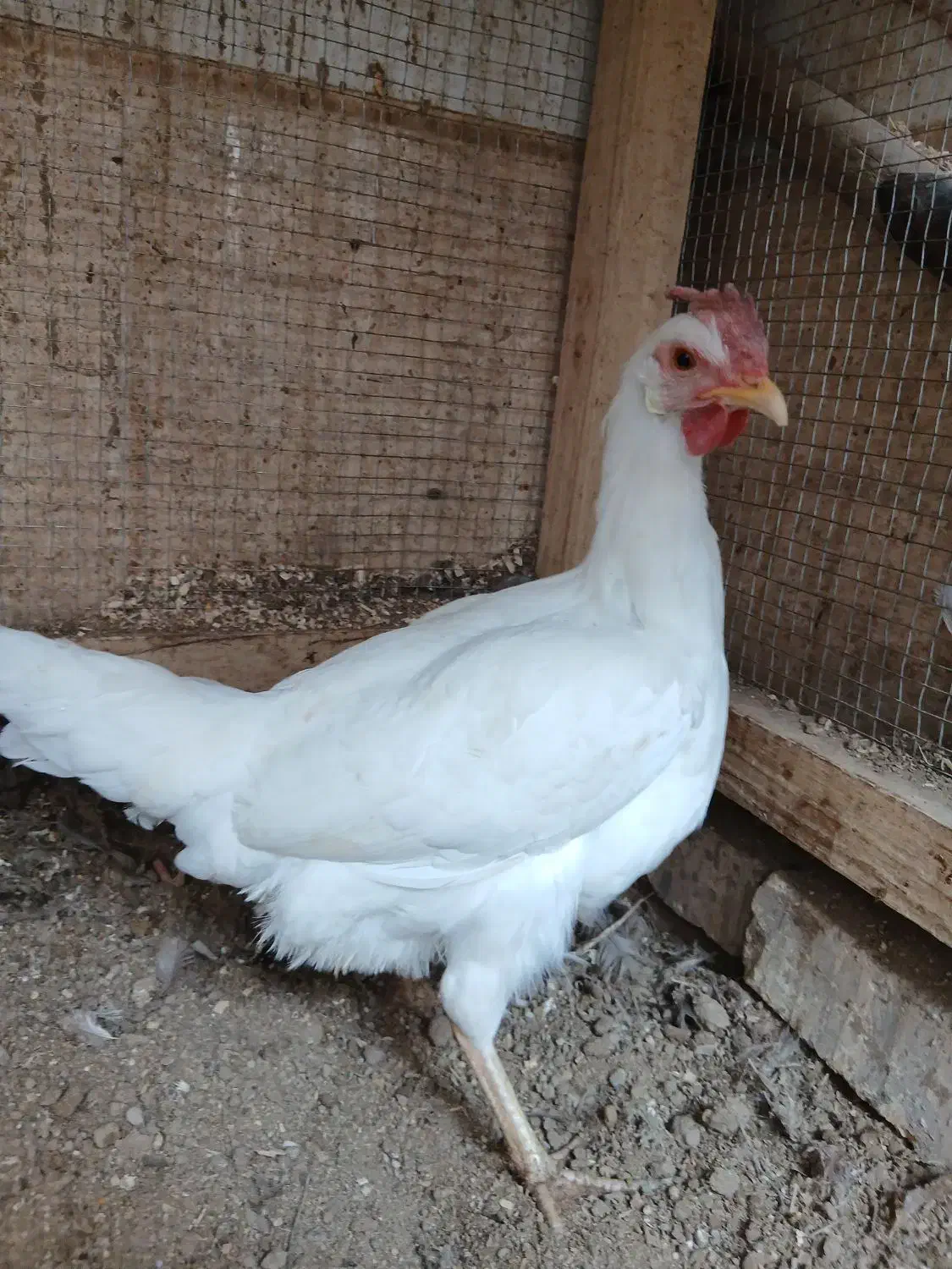 مرغ تخمکن ودو خروس درشت جوان ۷ماه|حیوانات مزرعه|خمینی‌شهر, |دیوار