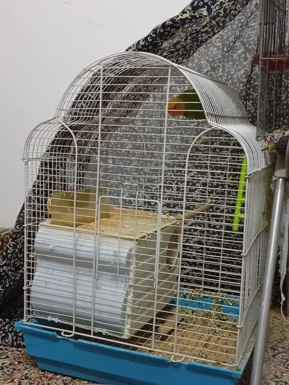 طوطی کوتوله|پرنده|کرمان, |دیوار