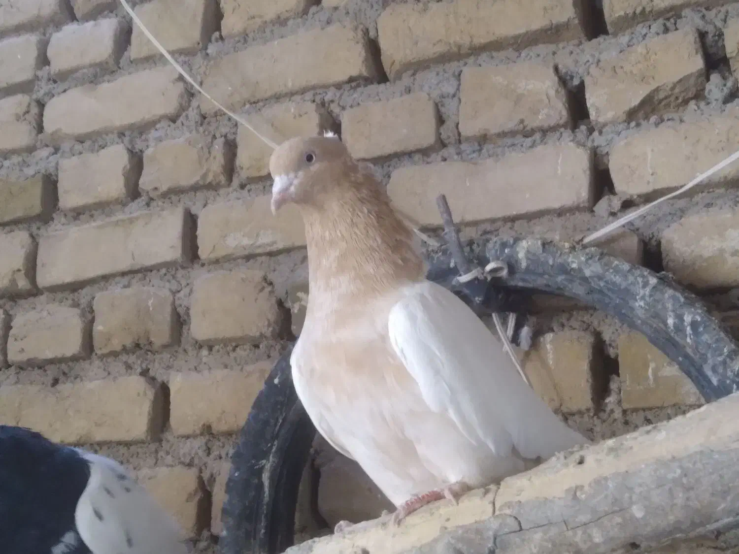 کله کاکلی|پرنده|ملکآباد, |دیوار