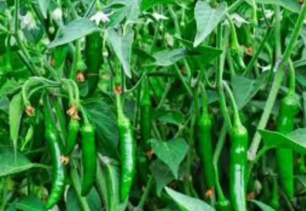 فلفل تازه شیرین|خوردنی و آشامیدنی|شیراز, نصرآباد|دیوار