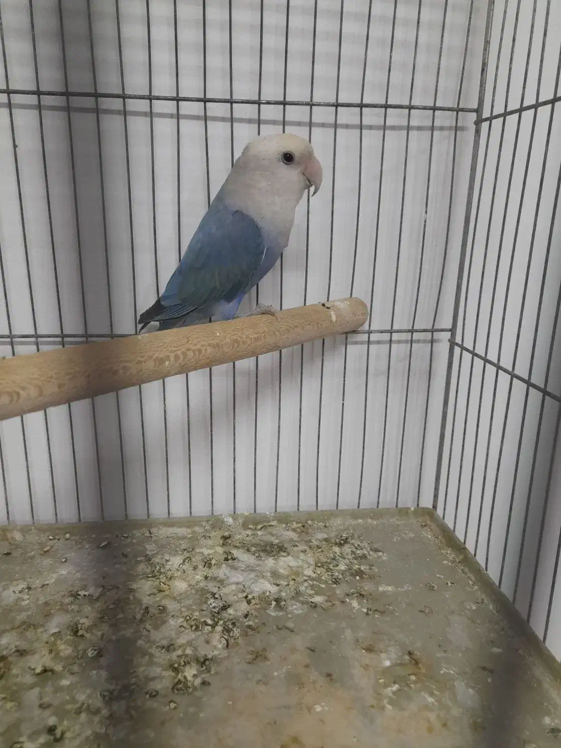 طوطی برزیلی|پرنده|اسلام‌شهر, مطهری|دیوار