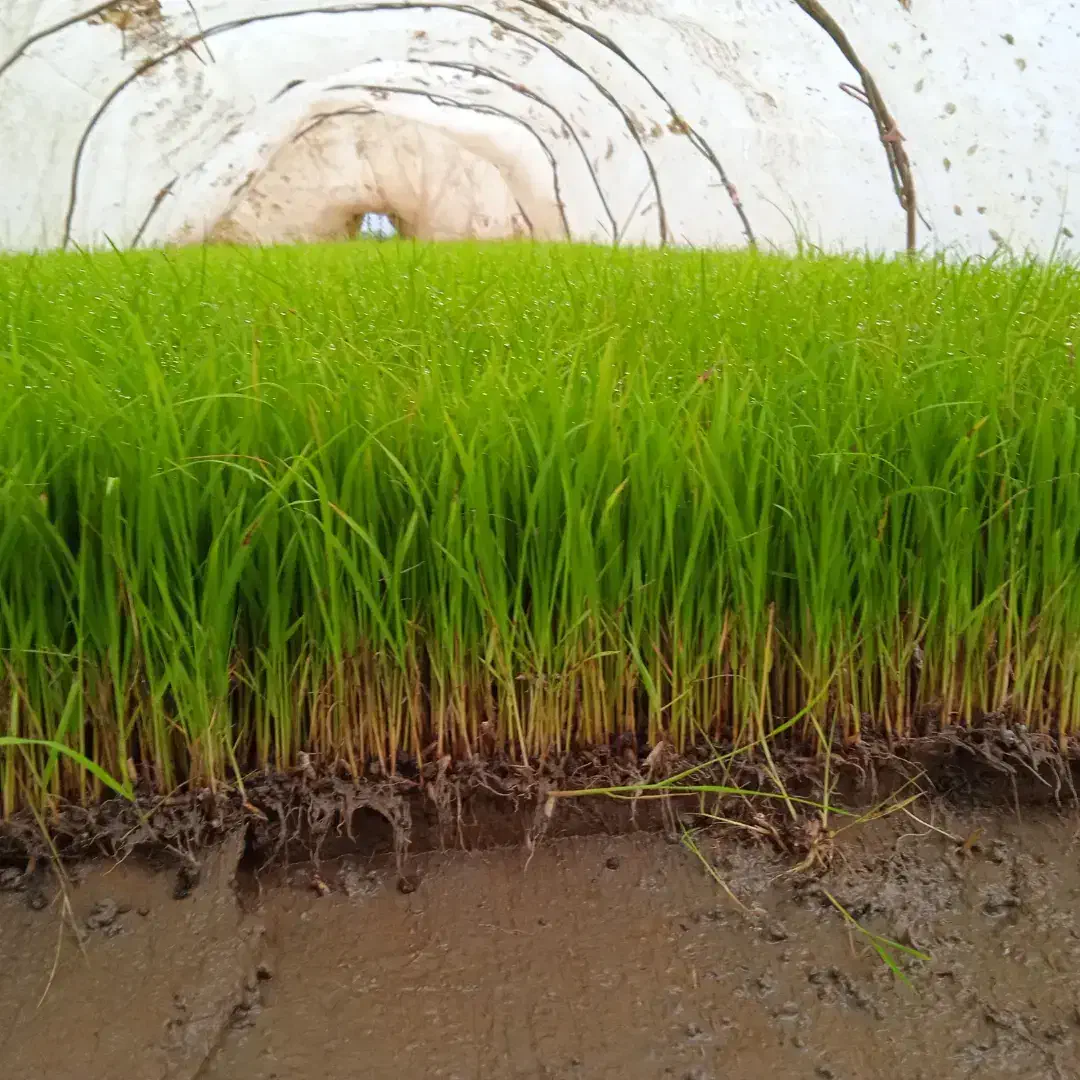 برنج هاشمی غرب گیلان، شهرستان آستارا|خوردنی و آشامیدنی|لوندویل, |دیوار