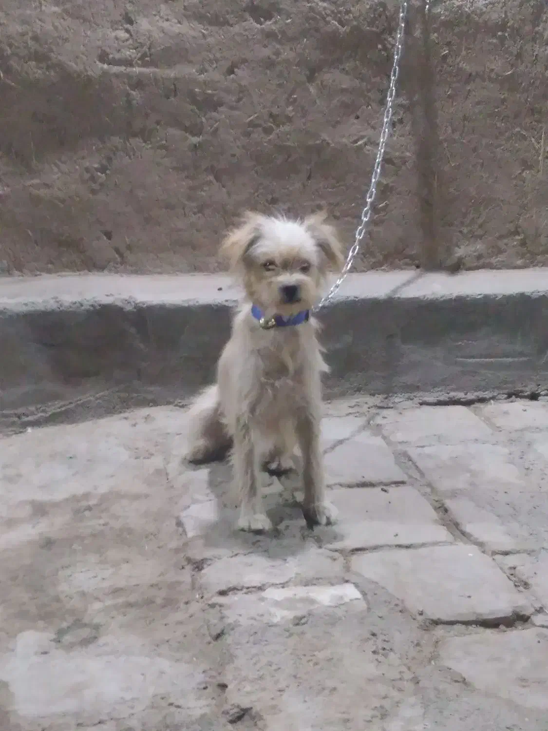 یک عدد سگ تفلسی|سگ|آران و بیدگل, |دیوار