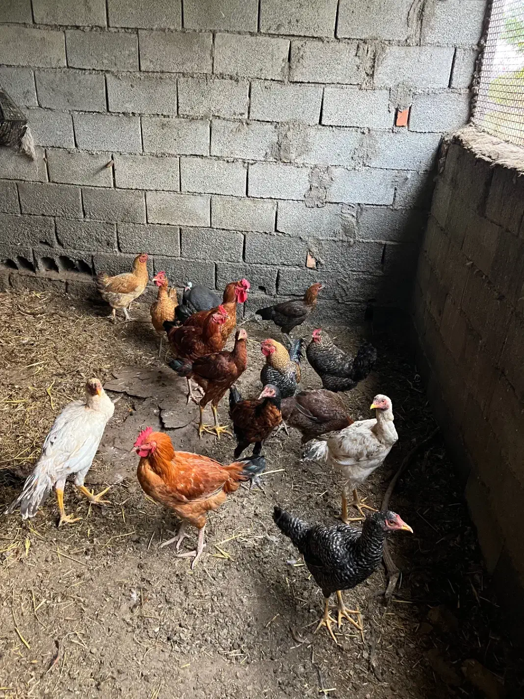 مرغ و خروس لاری و محلی|حیوانات مزرعه|سیمین شهر, |دیوار