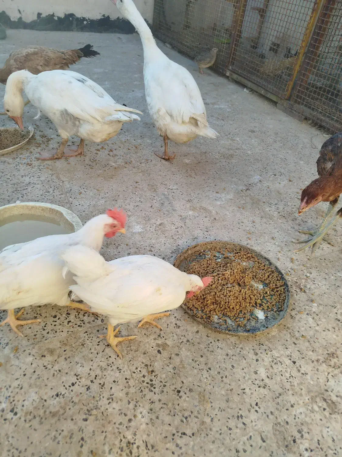 مرغ و خروس لاری اصل و برهما|حیوانات مزرعه|مشهد, شهید آوینی|دیوار