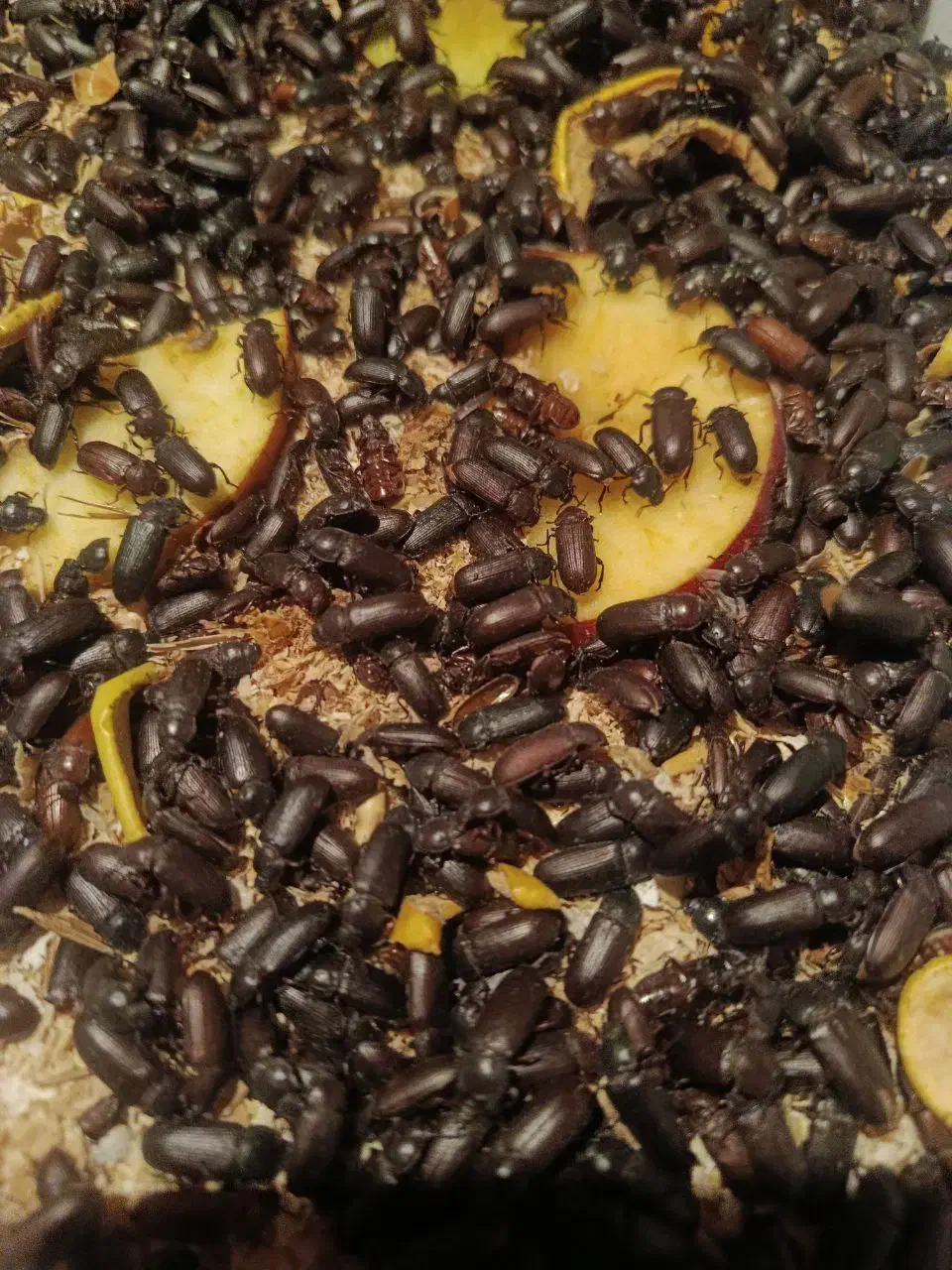 سوسک تاریکی (میلورم)|خزنده|همدان, |دیوار