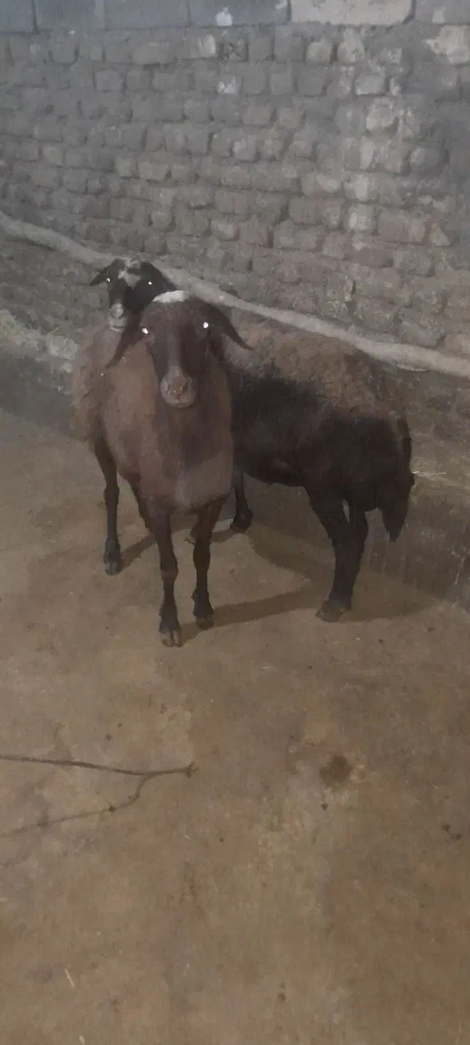 شیشک میش داشتی|حیوانات مزرعه|دورود, |دیوار