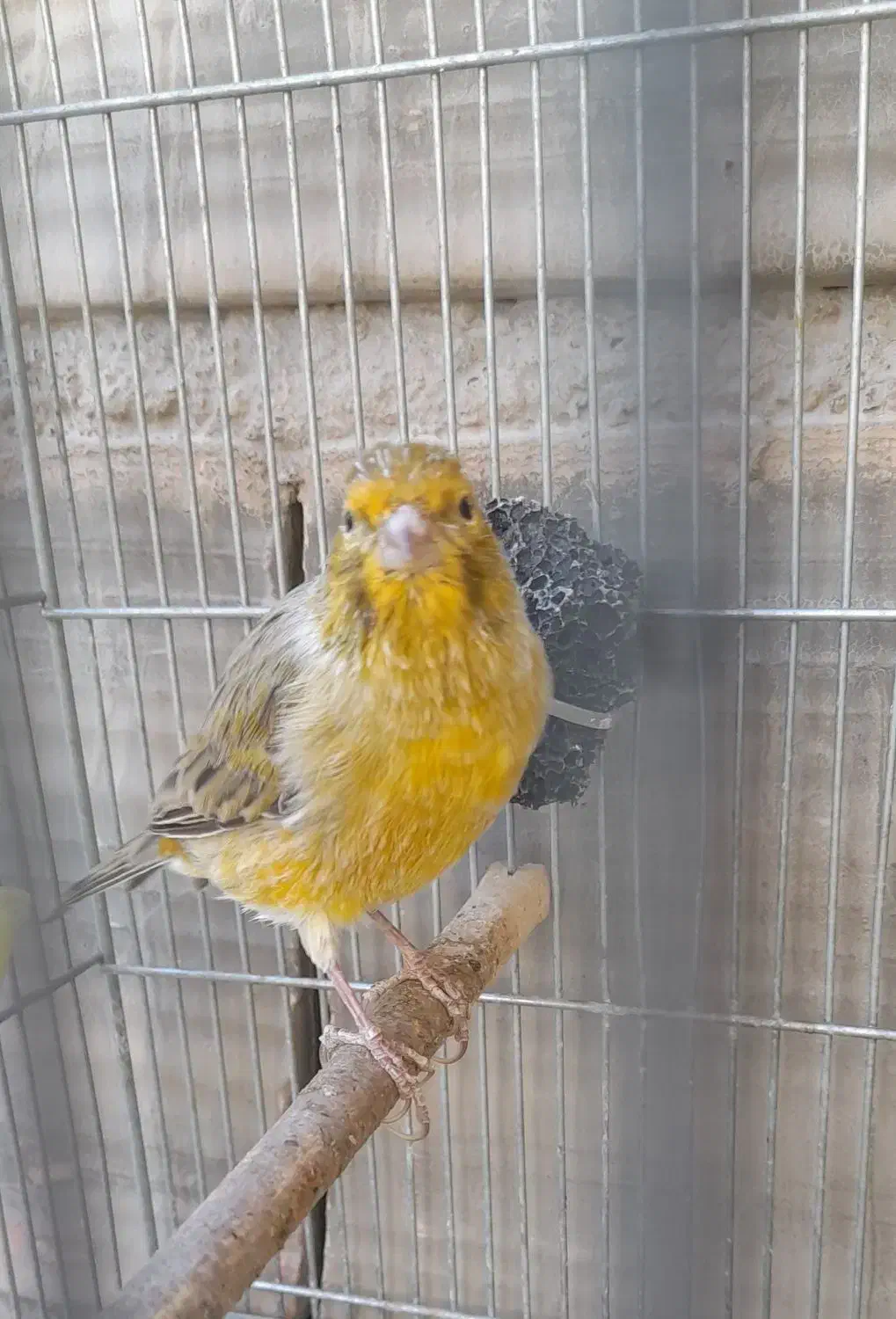 قناری سرمایی،بیابخونه ببر|پرنده|تبریز, |دیوار