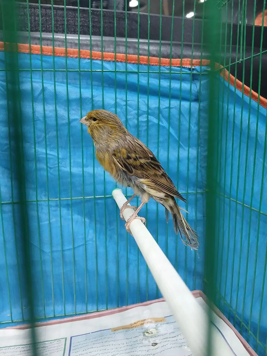 قناری قناری|پرنده|شاهرود, |دیوار