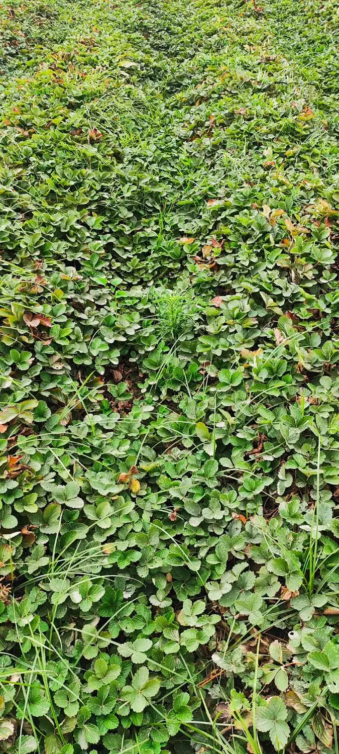 نهال توت فرنگی سابرینا|خدمات باغبانی و درختکاری|دلند, |دیوار