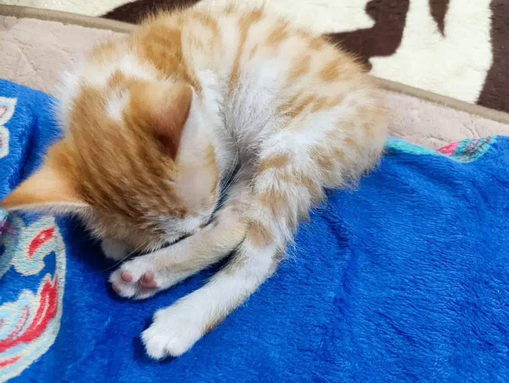 واگذاری بچه گربه|گربه|بجنورد, |دیوار