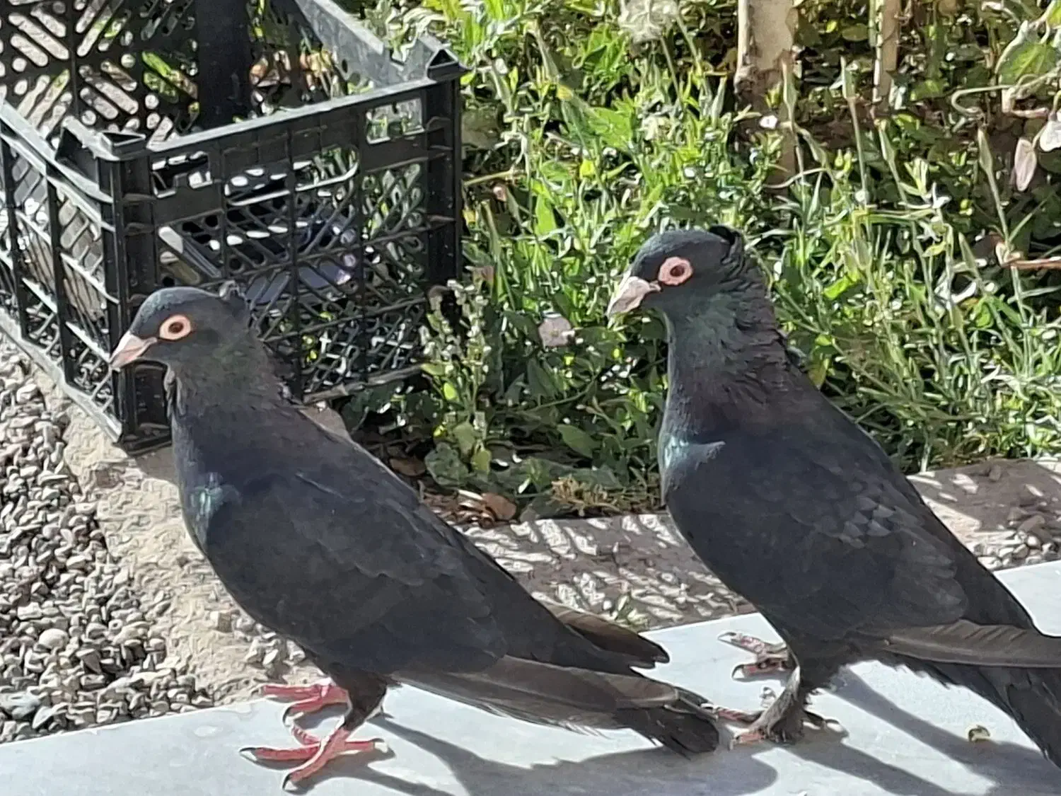 نر و ماده کبوتر زاغ|پرنده|گلزار, |دیوار