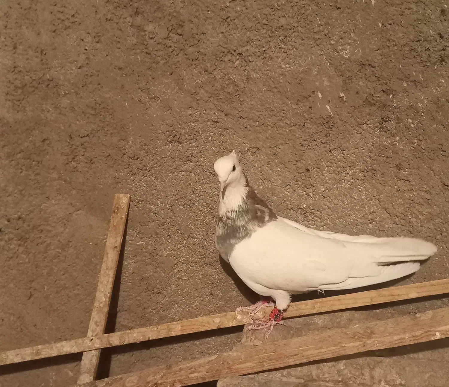 طوقی فروشی|پرنده|مبارکه, |دیوار