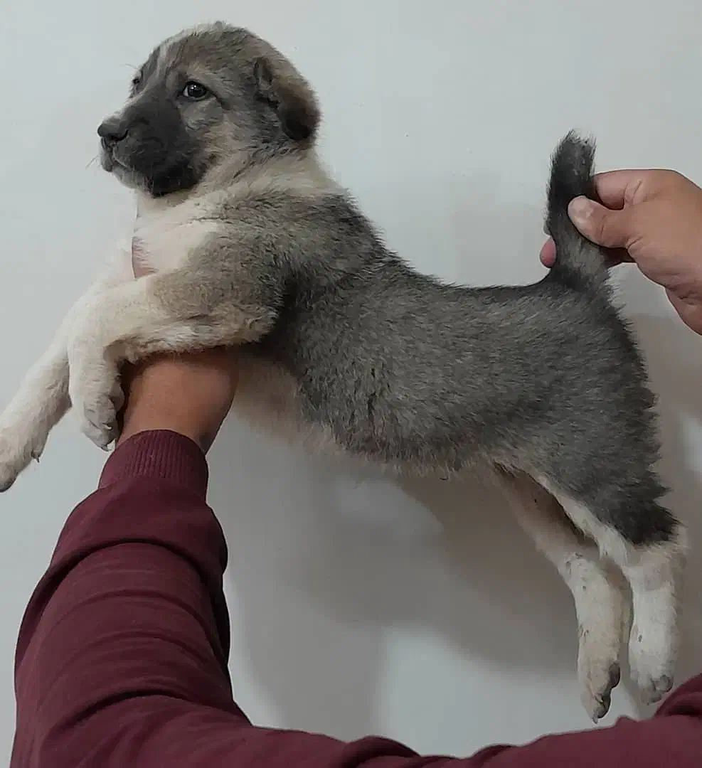 توله سگ افغان نر|سگ|شریفآباد, |دیوار