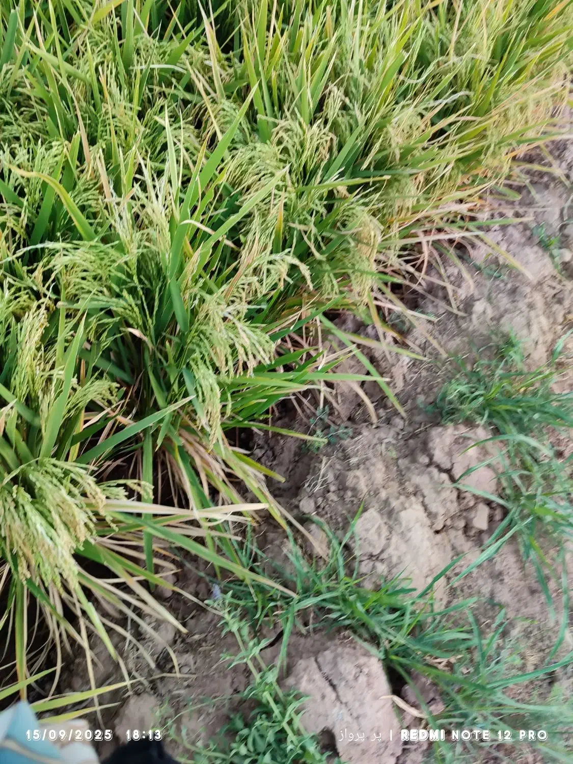 زمین آبی برنج کاری بااب رایگان سندشش دانگ|فروش دفتر صنعتی، کشاورزی، تجاری|سیروان, |دیوار